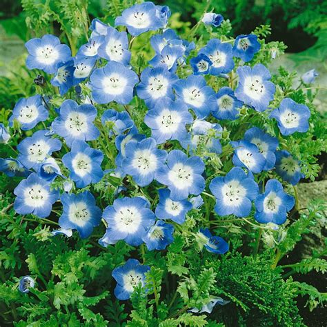 Baby Blue Eyes Seed - Nemophila Menziesii Flower Seeds