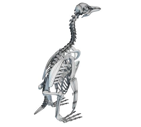 Penguin Skeleton 3D Model – 3D Horse