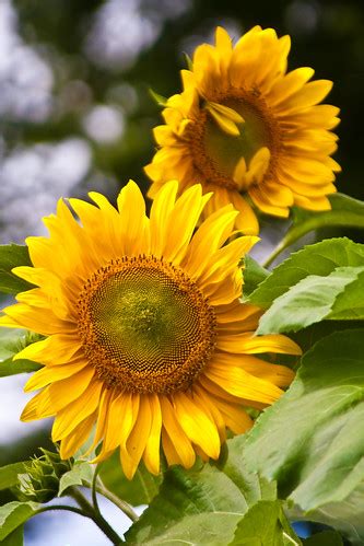 Two Sunflowers | Growing at Heathfield Ecology Centre. | Garry Knight ...