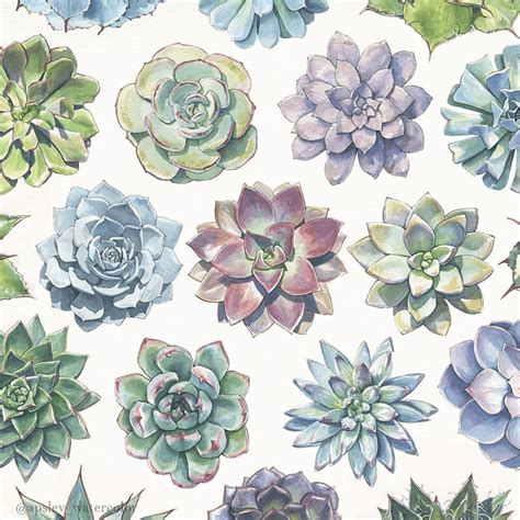 Watercolor Succulent Wallpapers - Top Free Watercolor Succulent Backgrounds - WallpaperAccess