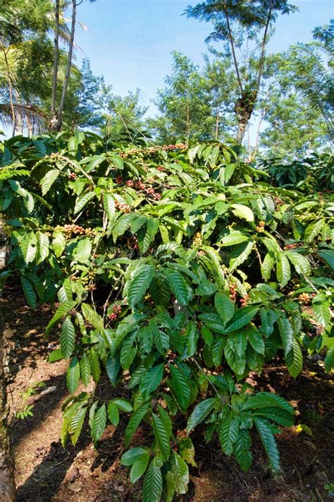 Robusta Coffee Plant in Sulawesi Stock Photo - Image of farmland, fresh: 133136502