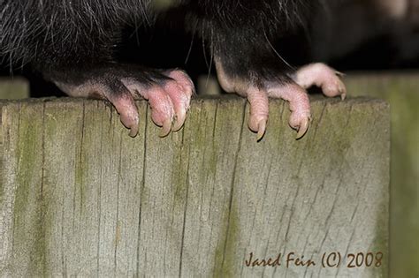 Possum Feet | FLICKR EXPLORE: Jan. 2, 2008 #443 I spotted a … | Flickr