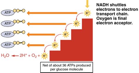 Electron Transport Chain — Summary & Diagrams - Expii