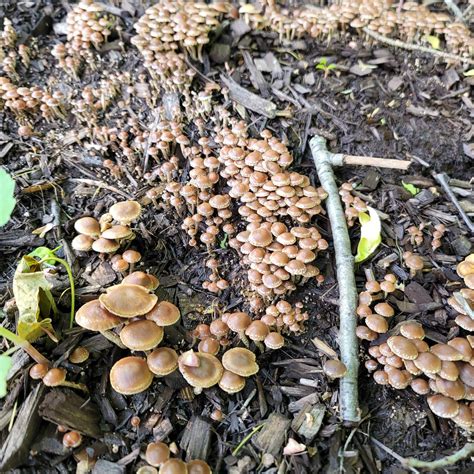 New to PA. Thousands of these mushrooms appeared on my lawn. Are these poisonous to dogs? How to ...