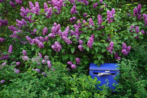 Lilac Bush Pruning Tips for Lancaster, PA - Lawnstarter