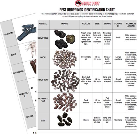 Rat Droppings In Garage | Dandk Organizer