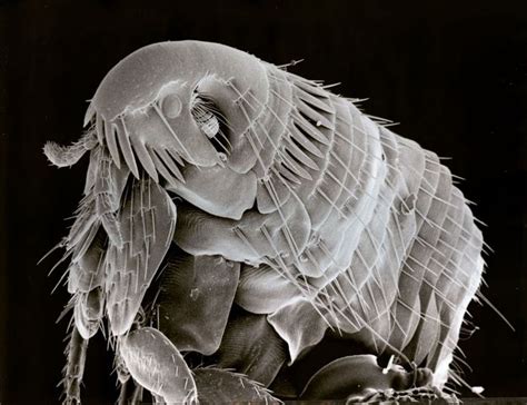 Flickr Photo Download: Electron Microscope Photo Of A Flea. 86 Times Magnification - Buamai ...