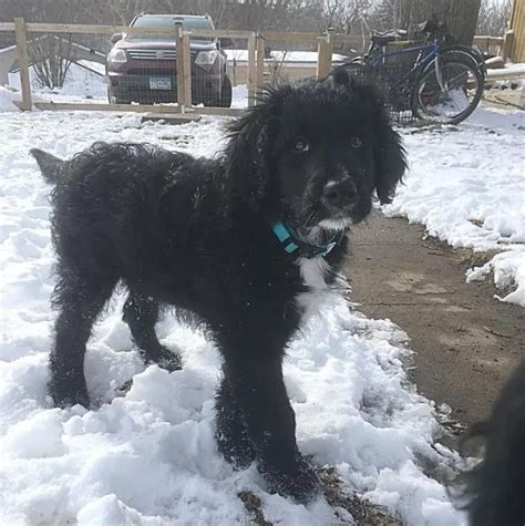 30 Poodles Mixed With Border Collie | The Paws