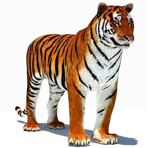 Tigre (animado) Modelo 3D $59 - .3ds .dae .dxf .pwc .obj .stl .wrl .max ...