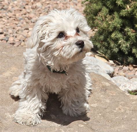 Bichon Maltese Cross Maltese cutties | Maltese Puppies | Pinterest ...