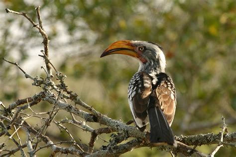 File:Hornbill Zazu Chitwa South Africa Luca Galuzzi 2004.JPG - Wikimedia Commons
