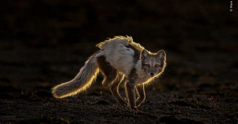 Wildlife Photographer of the Year | Canterbury Museum