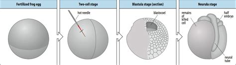 Developmental Biology 3230