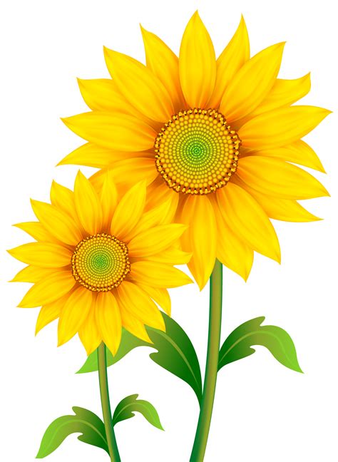 Common sunflower Clip art - Transparent Sunflowers Clipart PNG Image ...