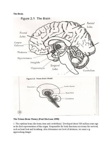 Human Brain Exam | PDF | Second Language Acquisition | Brain