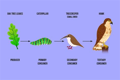 Is a hawk a secondary consumer? - Birdful