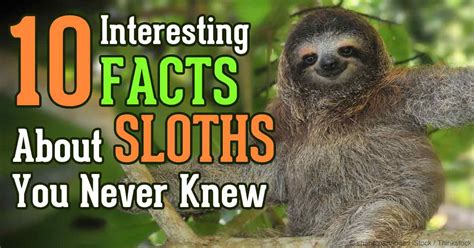 Sloths Grow So Slow That Algae Breed on Their Fur