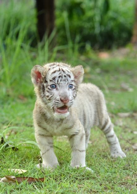 Baby white bengal tiger | Premium Photo