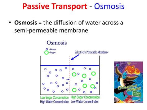 Osmosis Passive Transport Definition Importance Expii - vrogue.co