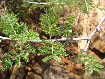 What are the Uses and Health Benefits of Babul (Acacia senegal)?