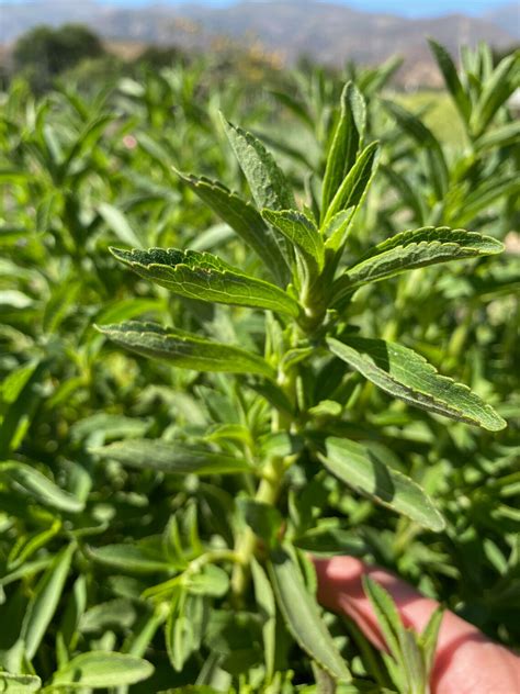 Stevia Seeds 75: Certified Organic Non-GMO Heirloom Seed | Etsy