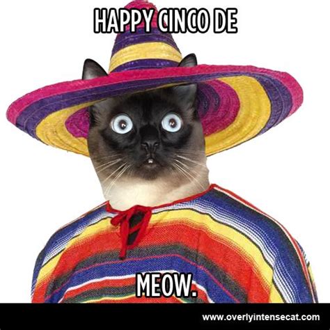 Overly Intense Cat Celebrating Cinco de Mayo | Cat celebrating, Cat ...