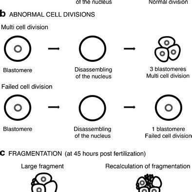 Examples of a normal cell division, b abnormal cell divisions, and c... | Download Scientific ...