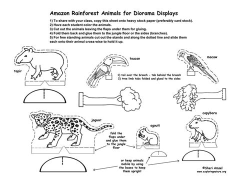 Amazon Rainforest Diorama