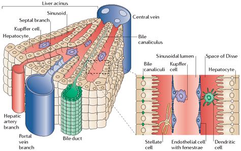 3D Diagram Of The Liver : Liver diagram for assignment ~ Human Anatomy - Antoni Worthington