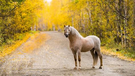 Autumn Horse Pictures Wallpaper - WallpaperSafari