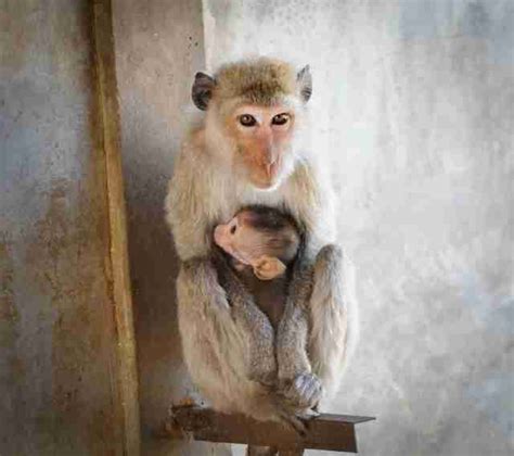 Monkey Farms Are Breeding Macaques To Be Used In Scientific Research - The Dodo