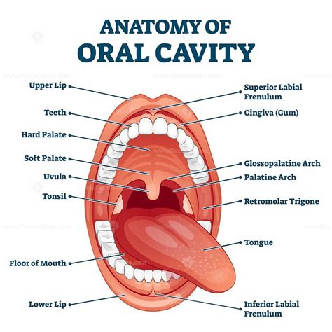 Oral cavity anatomy with educational labeled structure vector illustration in 2020 | Oral cavity ...