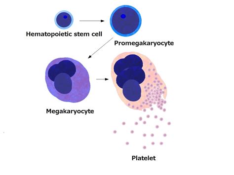 The structure and origin of Platelets - DoctorsHangout.com