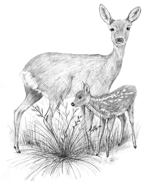 Baby Deer Drawing at PaintingValley.com | Explore collection of Baby Deer Drawing