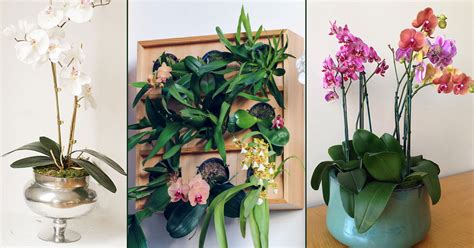 18 Orchid Planter Ideas | Best Ideas to Display Orchids | Balcony Garden Web