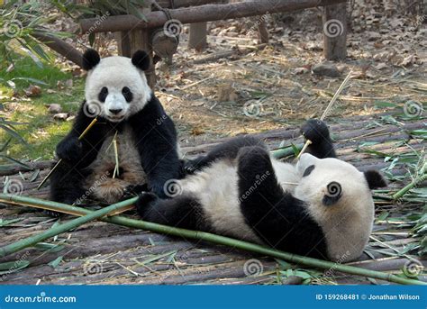 Two Pandas at Chengdu Panda Reserve Chengdu Research Base of Giant Panda Breeding in Sichuan ...