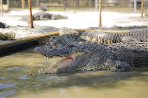 Gator World_MG_0173 - GatorWorld Parks of Florida