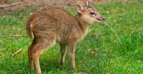 10 Incredible Muntjac Facts - A-Z Animals