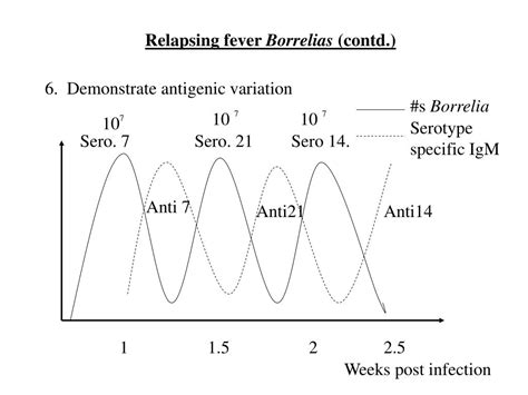 PPT - Borrelia species PowerPoint Presentation, free download - ID:4544728