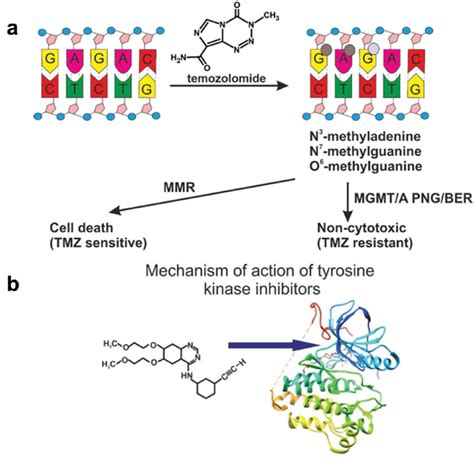 (a) Mechanism of action of temozolomide. (b) The mechanism of erlotinib ...