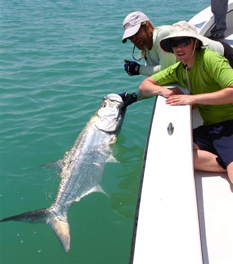 June 2014 Tarpon Season Report - Florida Tarpon Fishing Charters