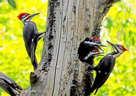 The powerful Pileated Woodpecker | News, Sports, Jobs - The Express