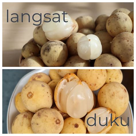 Langsat Vs. Duku - What's The Difference?