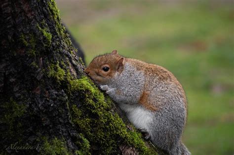 Western vs Eastern Gray Squirrel - Young Conservationists