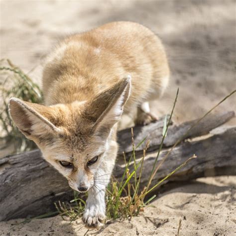 Plants & Animals of the Southwestern Desert | Sciencing