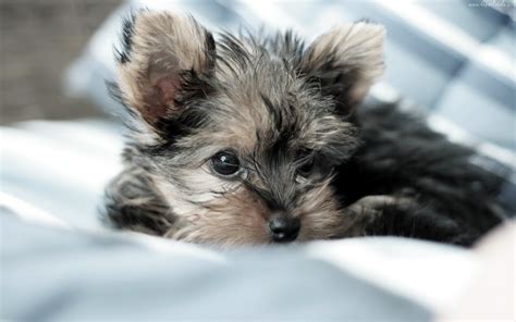 Yorkie Puppies - Wallpaper, High Definition, High Quality, Widescreen