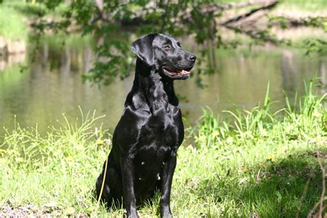 American Labrador Retriever Hunting