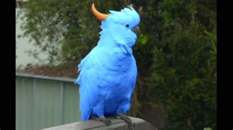 Rare Blue Cockatoo Discovered | Cockatoo, Blue, Rare