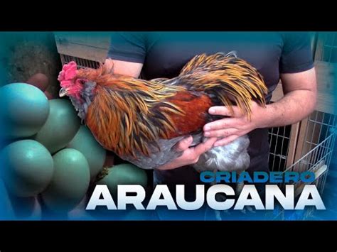 Araucana: Conoce todo sobre esta fascinante raza de gallinas - Aves Exoticas