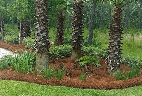 Pin by Lala A on Pine Straw Landscaping | Pine straw landscaping, Landscaping island, Plants